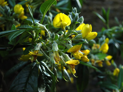Piptanthus nepalensis - medium image 1