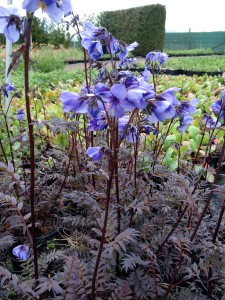 Polemonium 'Bressingham Purple' - medium image 1