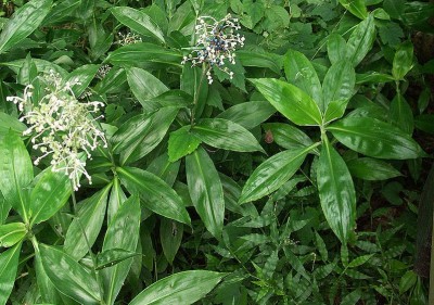 Pollia japonica - medium image 1