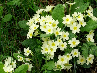 Primula vulgaris - medium image 1