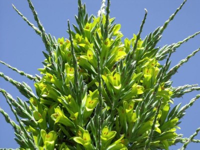 Puya chilensis - medium image 1