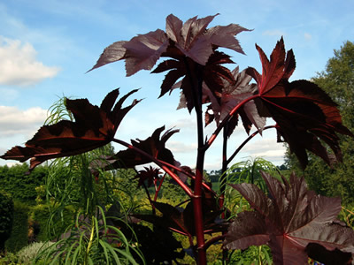 Ricinus communis 'New Zealand Black' - medium image 1