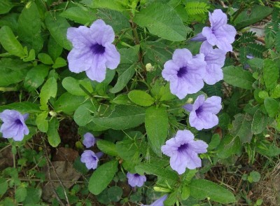 Ruellia tuberosa - medium image 1