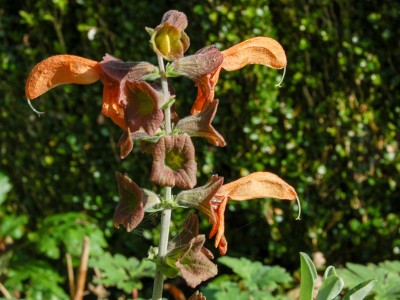Salvia africana-lutea - medium image 1
