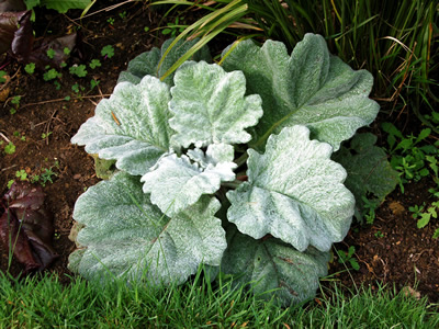 Salvia argentea - medium image 1