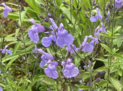Salvia 'Blue Suede Shoes' - medium image 1