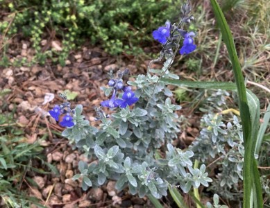 Salvia chamaedryoides silver-leaved - medium image 1
