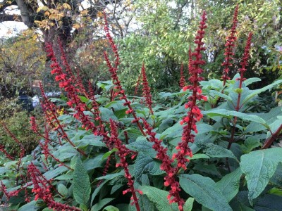 Salvia confertiflora - medium image 1