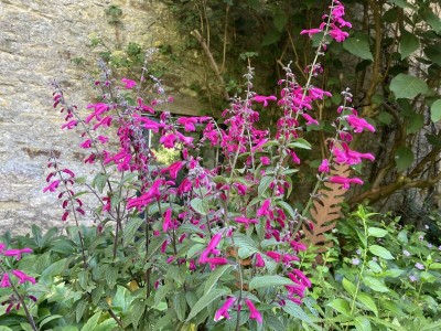 Salvia curviflora - medium image 1