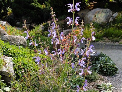 Salvia cyanescens - medium image 1