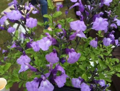 Salvia 'Delice Aquamarine' - medium image 1