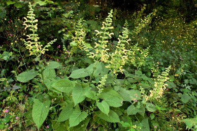 Salvia glutinosa - medium image 1