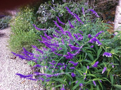 Salvia leucantha 'Purple Velvet' - medium image 1