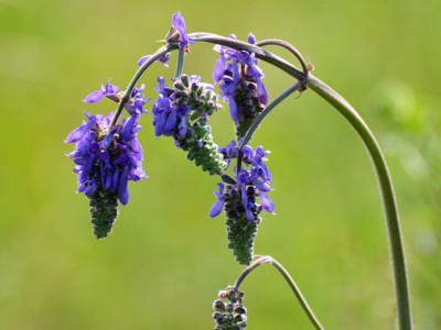 Salvia nutans - medium image 1