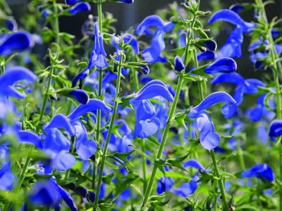 Salvia patens - medium image 1