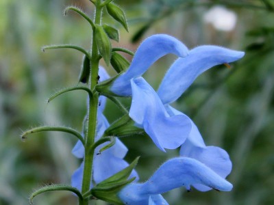 Salvia patens 'Cambridge Blue' - medium image 1