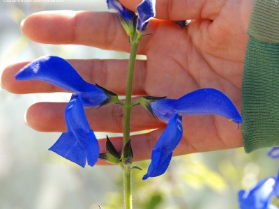 Salvia patens Giant form - medium image 1