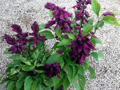 Salvia splendens 'Lighthouse Purple' - medium image 1