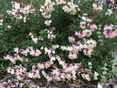 Salvia 'Stormy Pink' - medium image 1