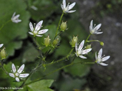Saxifraga rotundifolia - medium image 1