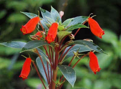 Seemannia sylvatica - medium image 1