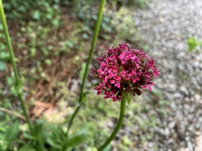 Silene asterias - medium image 1