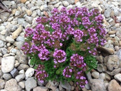 Thymus 'Derry' - medium image 1