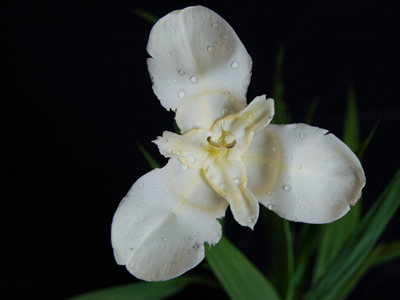 Tigridia pavonia white - medium image 1