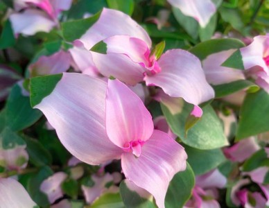 Tradescantia 'Maidens Blush' - medium image 1