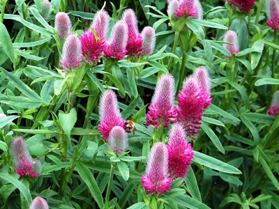 Trifolium rubens - medium image 1