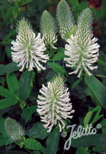 Trifolium rubens 'Frosty Feathers' - medium image 1