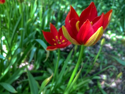 Tulipa sprengeri AGM - medium image 1