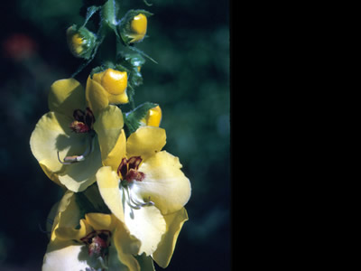 Verbascum creticum - medium image 1
