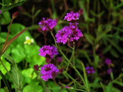 Verbena rigida 'Santos Purple' - medium image 1
