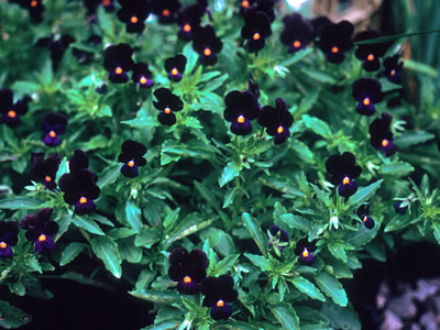 Viola 'Bowle's Black' - medium image 1