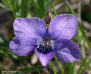 Viola pedatifida - medium image 1