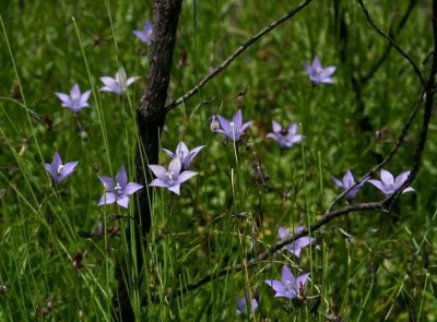 Wahlenbergia undulata - medium image 1