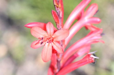 Watsonia pink,maybe form of W. marlothii - medium image 1