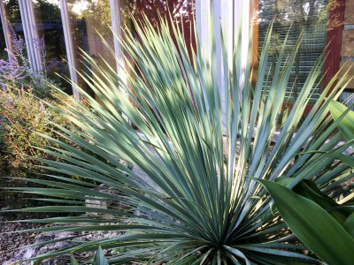 Yucca rostrata - medium image 1
