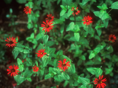 Zinnia peruviana 'Red Spider' - medium image 1