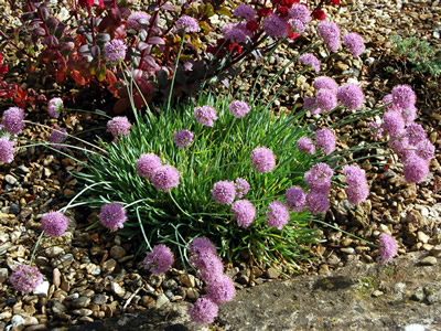Allium senescens ssp. montanum var. glaucum - medium image 2