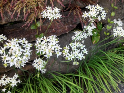 Allium tuberosum - medium image 2
