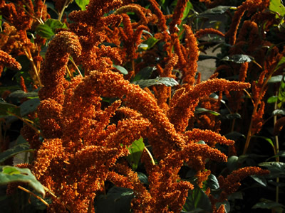 Amaranthus 'Autumn Palette' - medium image 2