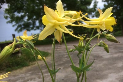 Aquilegia chrysantha ‘Denver Gold’ - medium image 2