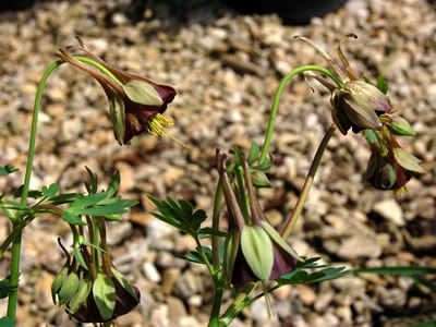 Aquilegia viridiflora - medium image 2