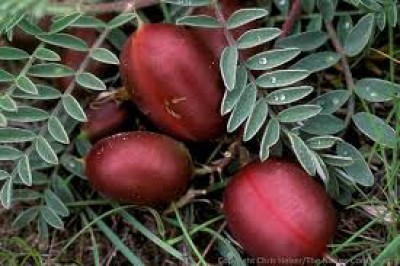 Astragalus crassicarpus - medium image 2