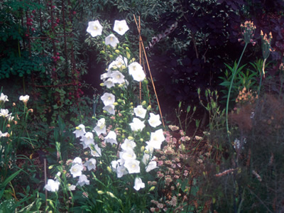 Campanula persicifolia 'Alba' - medium image 2