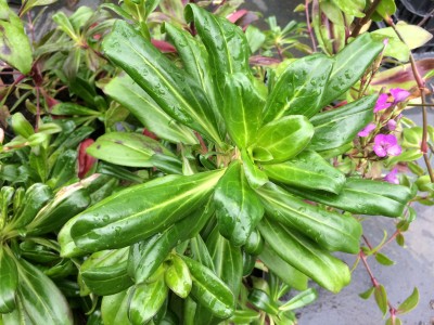 Dianthus japonicus - medium image 2