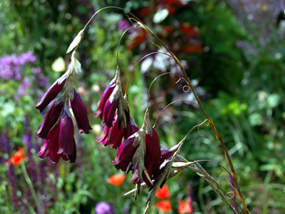 Dierama pulcherrimum ex purple - medium image 2