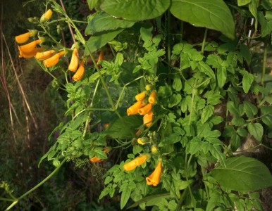 Eccremocarpus scaber 'Tangerine' - medium image 2